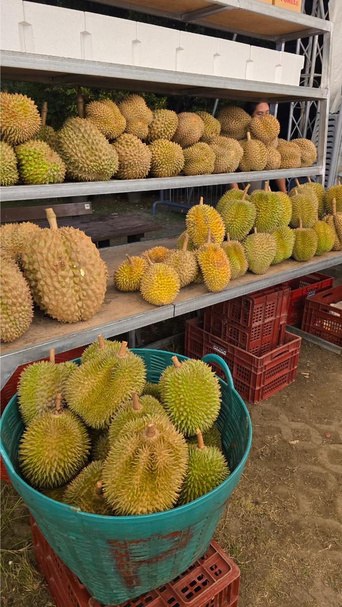 sm_lanang_durian_popup