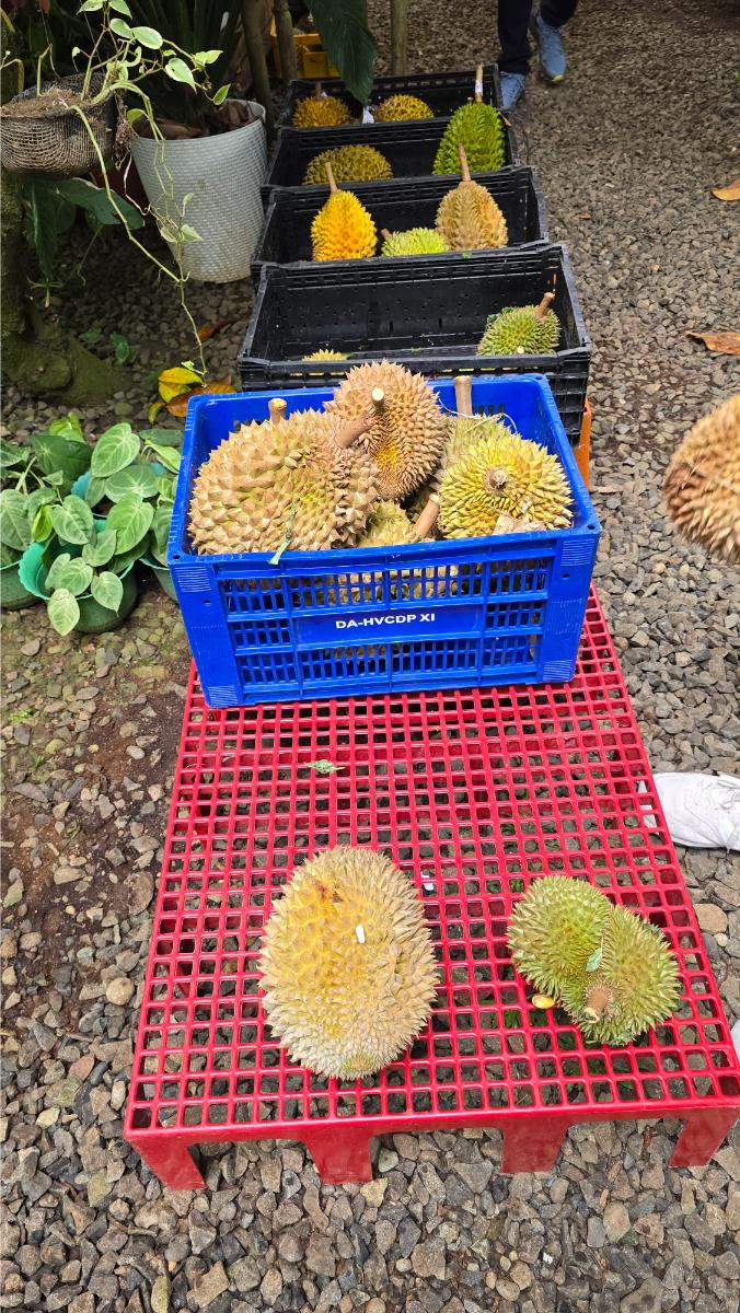 belviz_durian_farms_davao