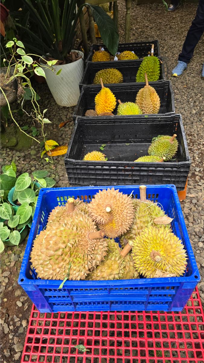 belviz_durian_farms_davao