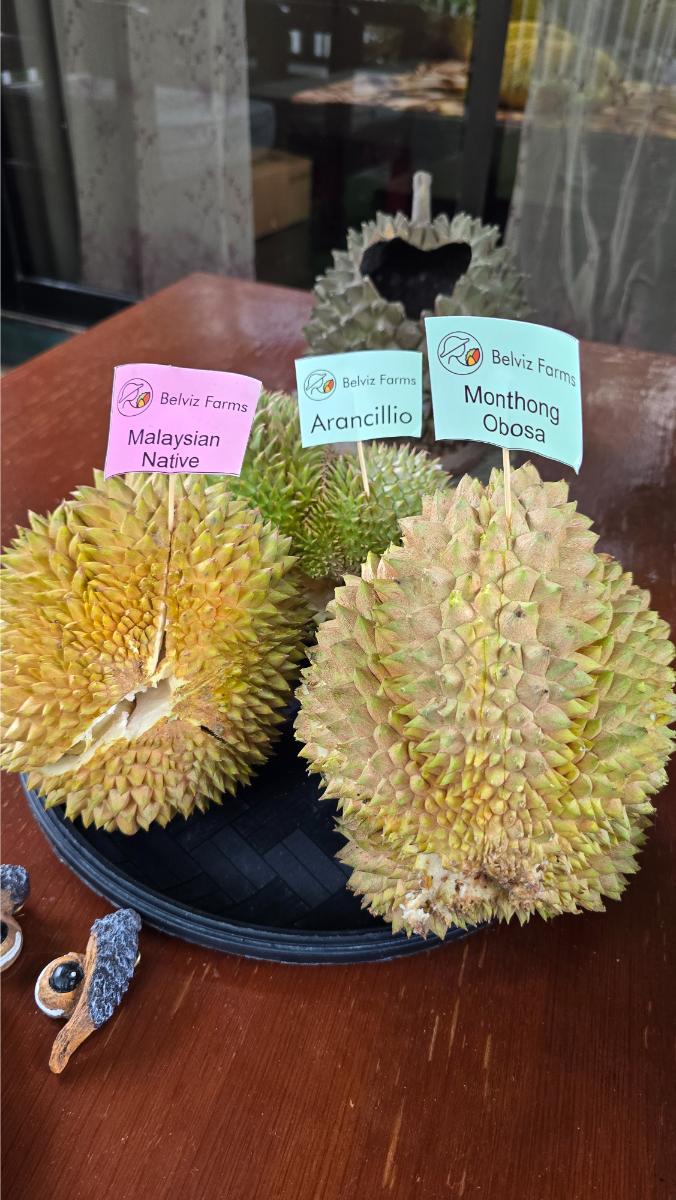 belviz_durian_farms_davao