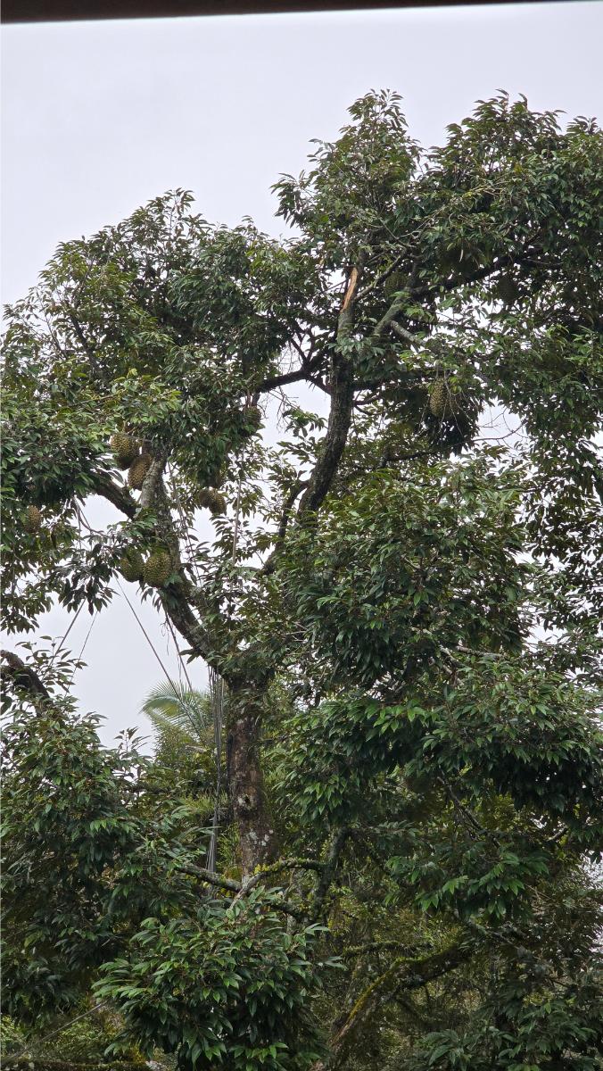 belviz_durian_farms_davao