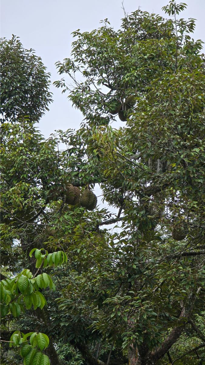belviz_durian_farms_davao