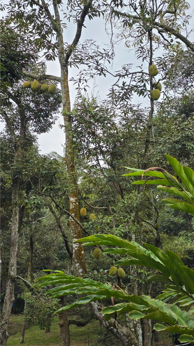 belviz_durian_farms_davao