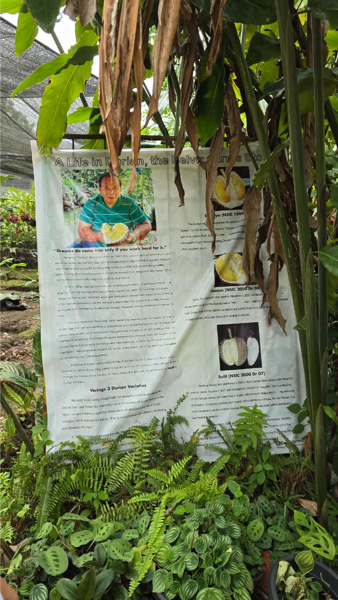 belviz_durian_farms_davao