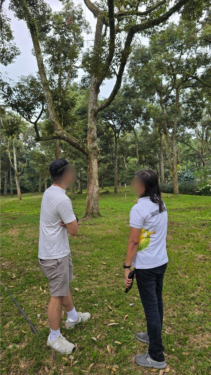 belviz_durian_farms_davao