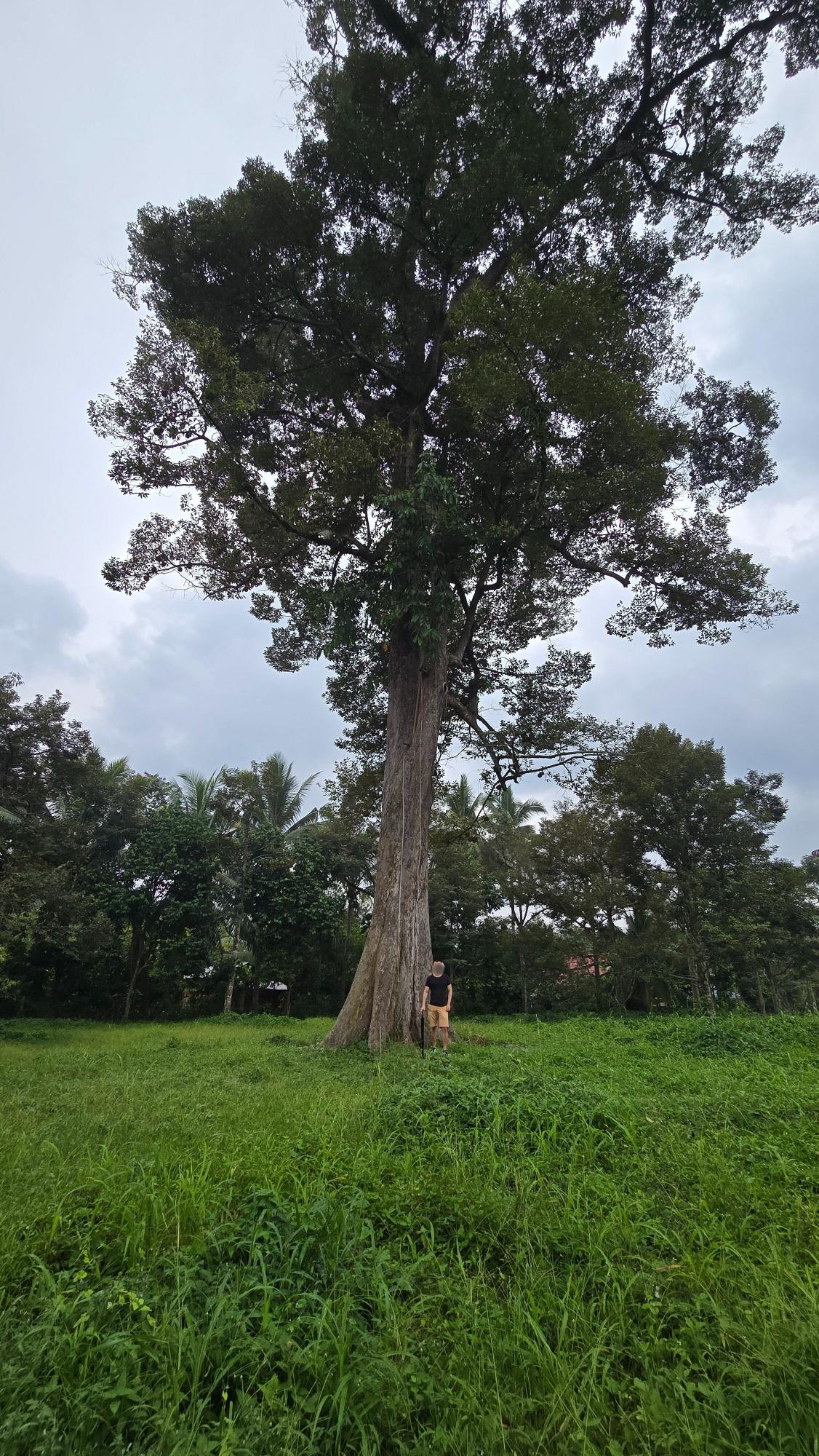 belviz_durian_farms_davao