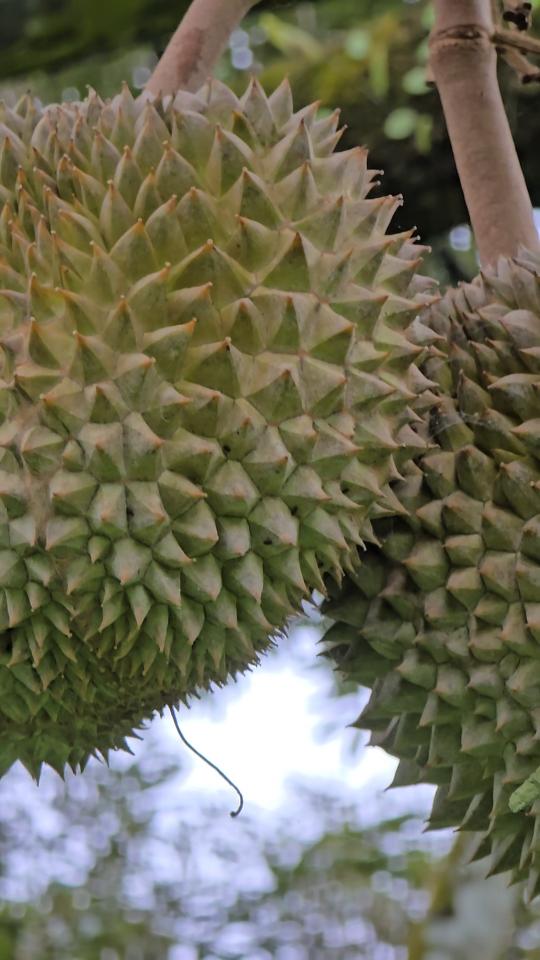 belviz_durian_farms_davao