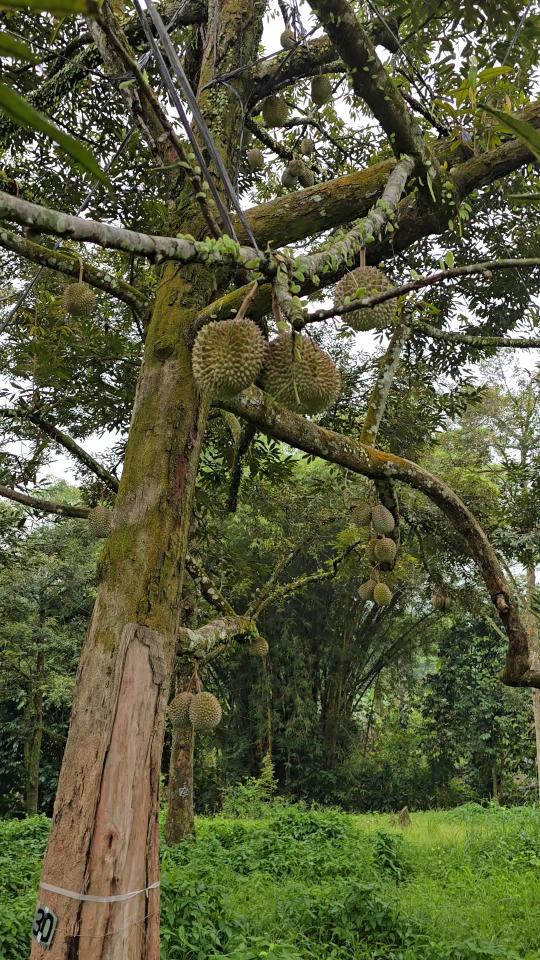 belviz_durian_farms_davao