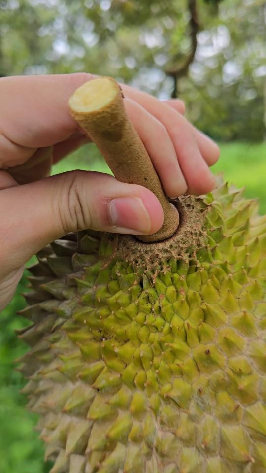 belviz_durian_farms_davao
