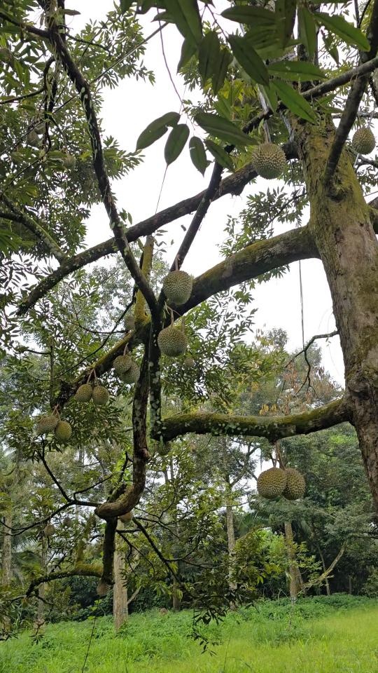 belviz_durian_farms_davao