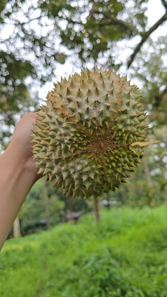 belviz_durian_farms_davao