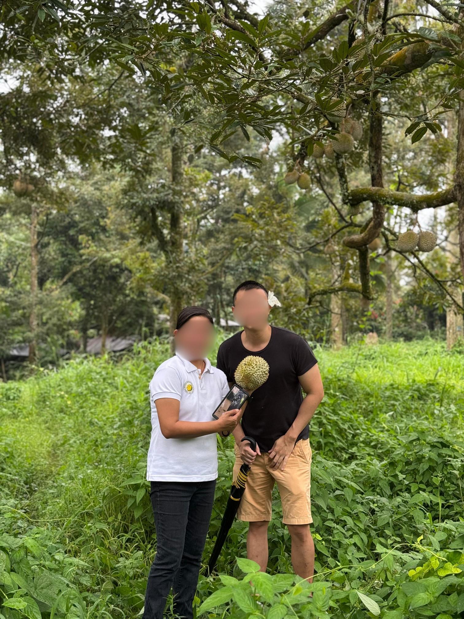 belviz_durian_farms_davao