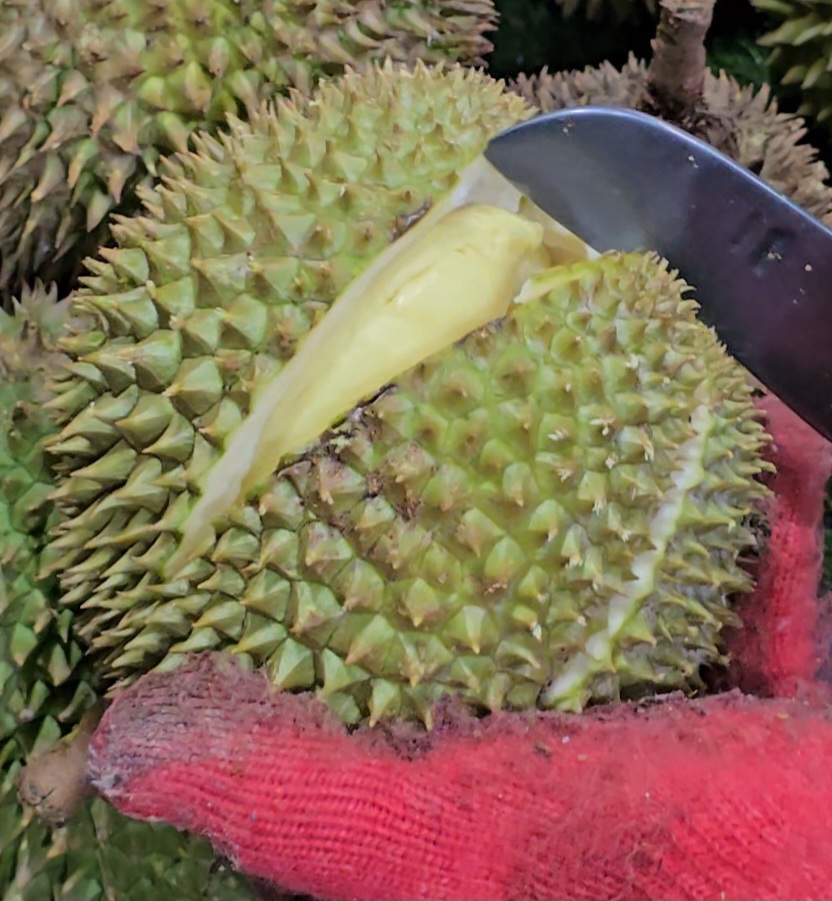 johor_xo durian
