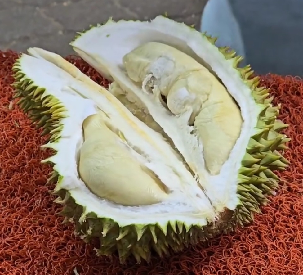 black pearl durian