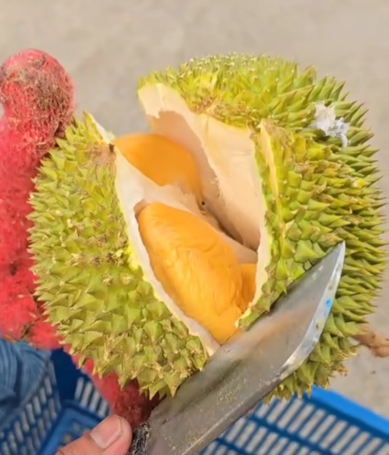 d13 durian