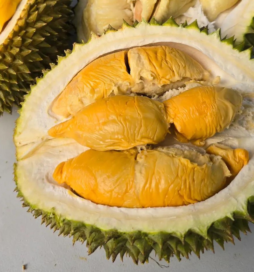 d13 durian