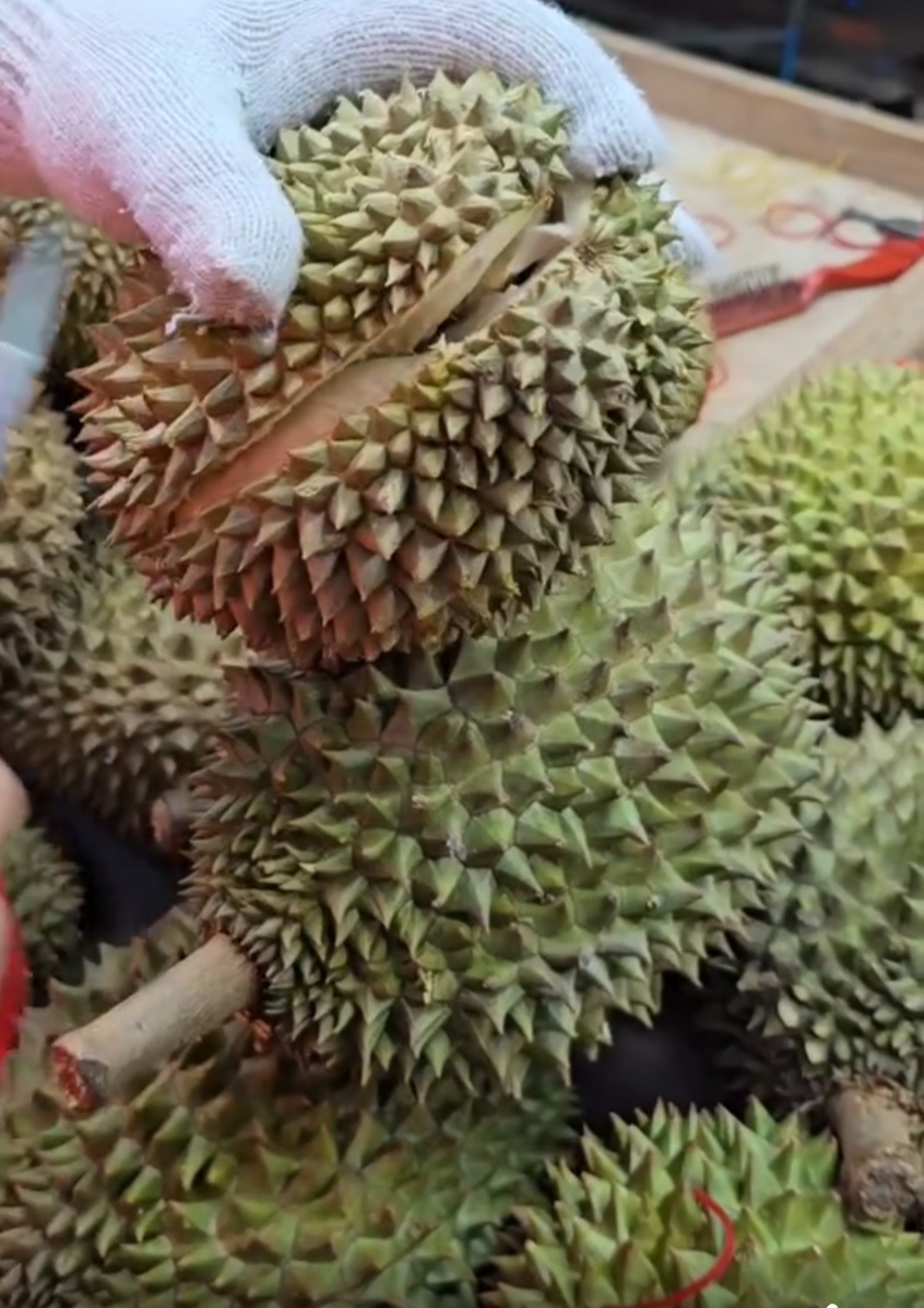 d162 durian