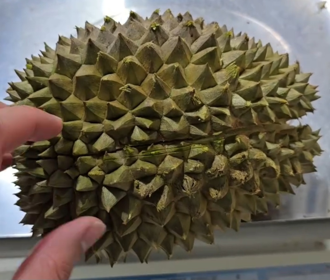 d162 durian