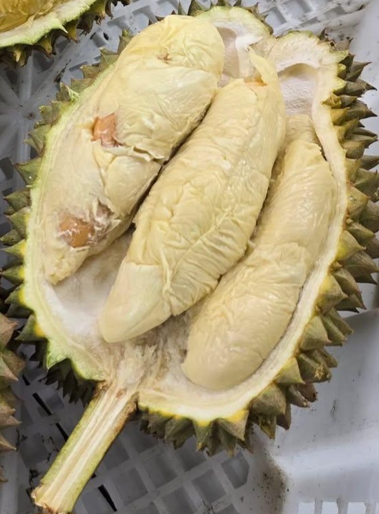 d162 durian