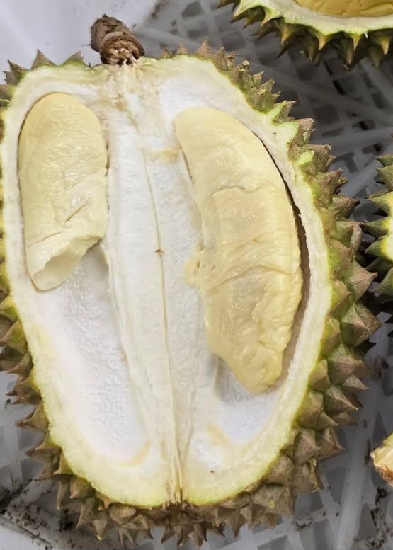 d162 durian