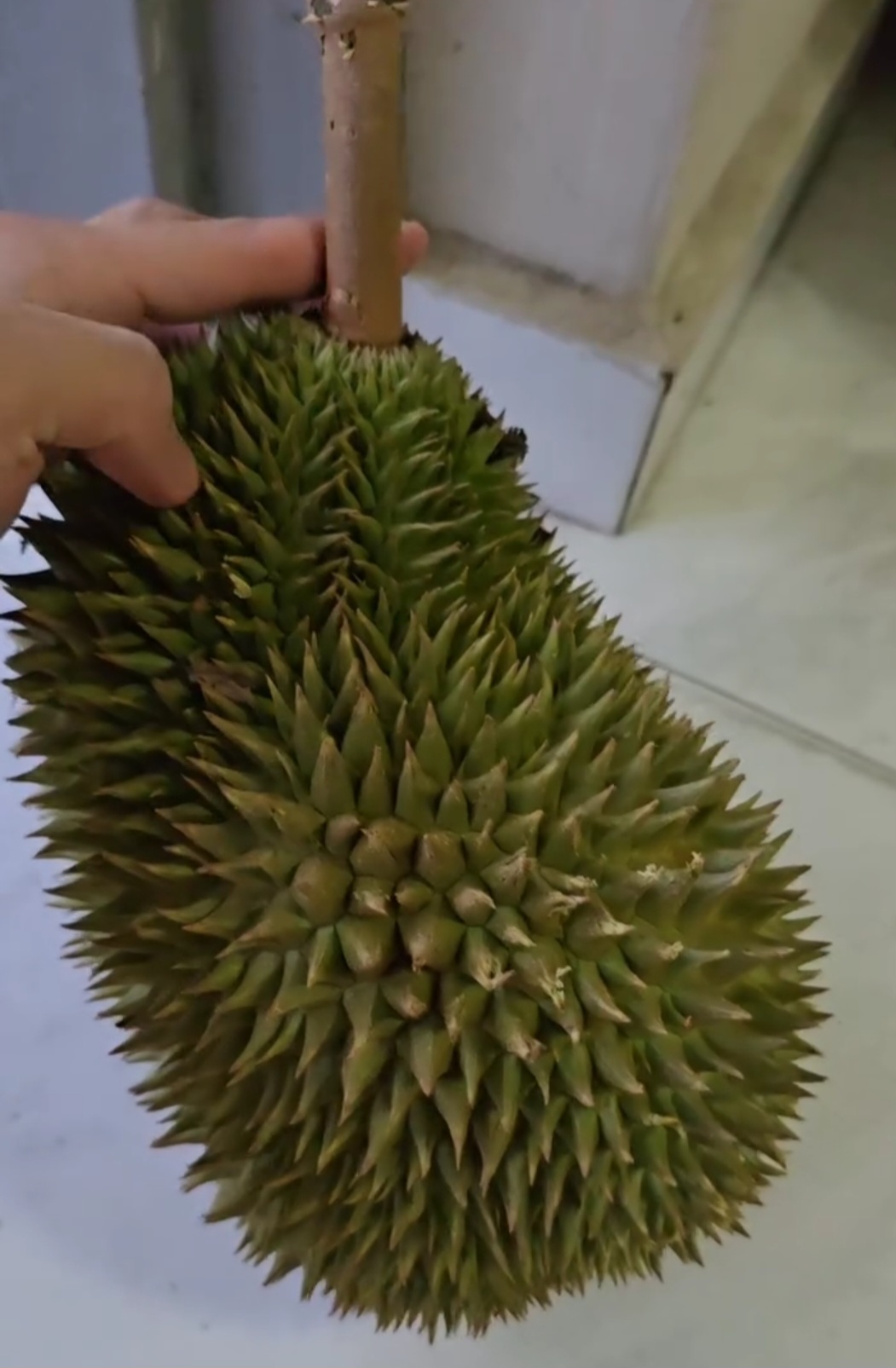 d163 hor lor durian