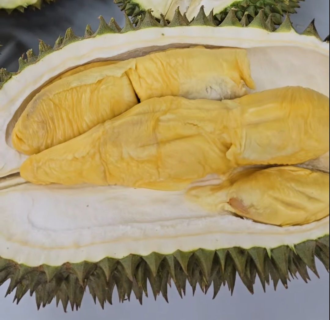 d163 hor lor durian