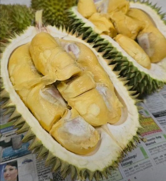d163 hor lor durian