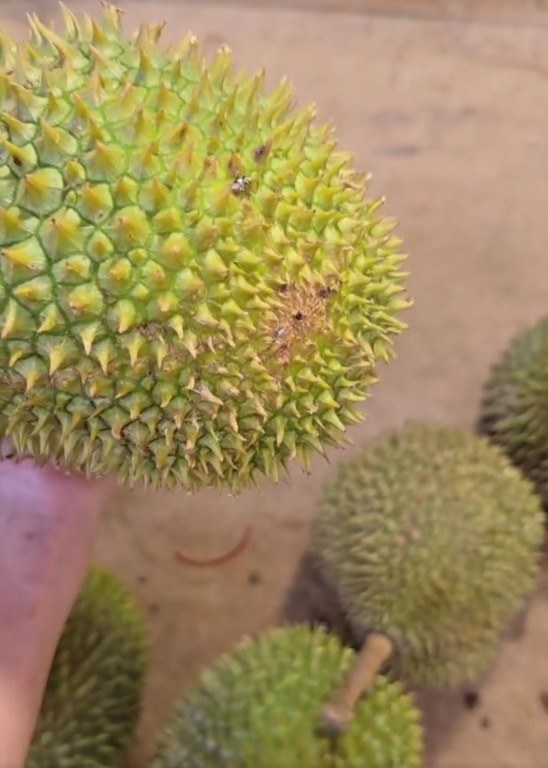d196 durian