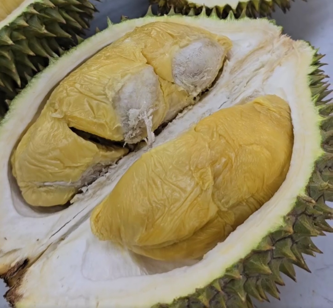d196 durian