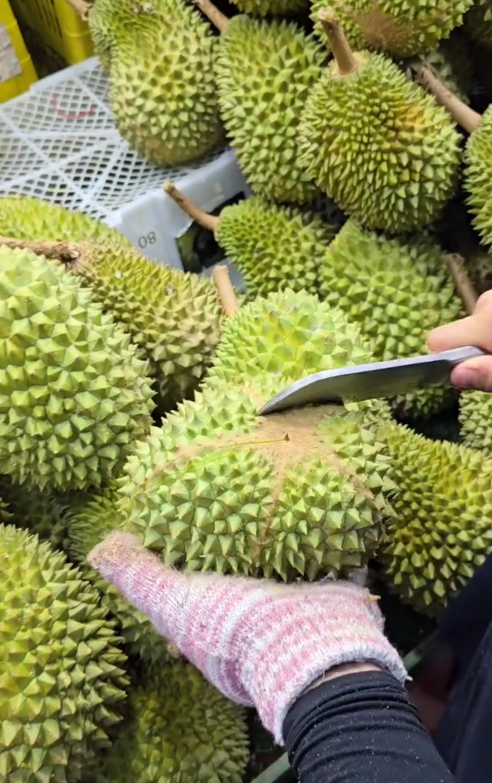 musang king durian