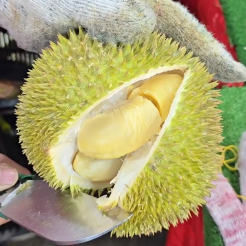 golden phoenix durian