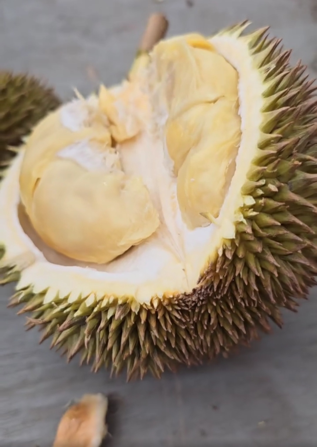 golden phoenix durian