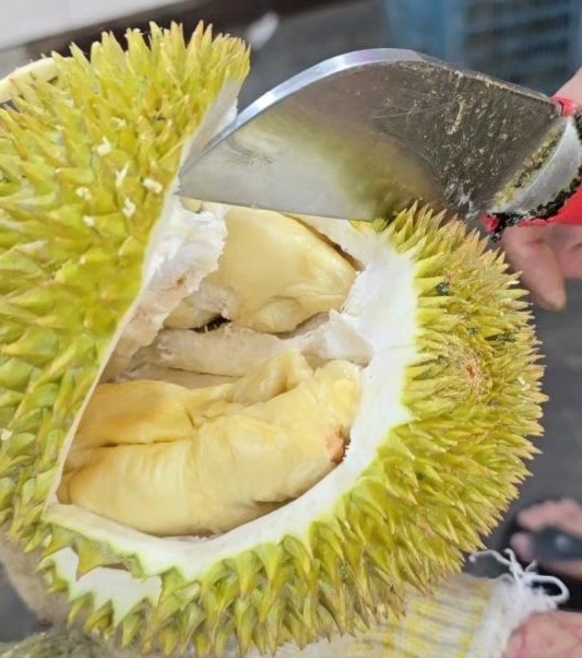 golden phoenix durian