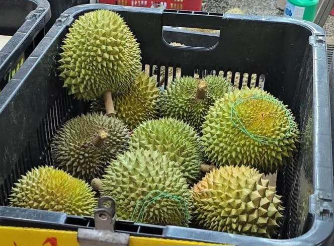 d199 durian