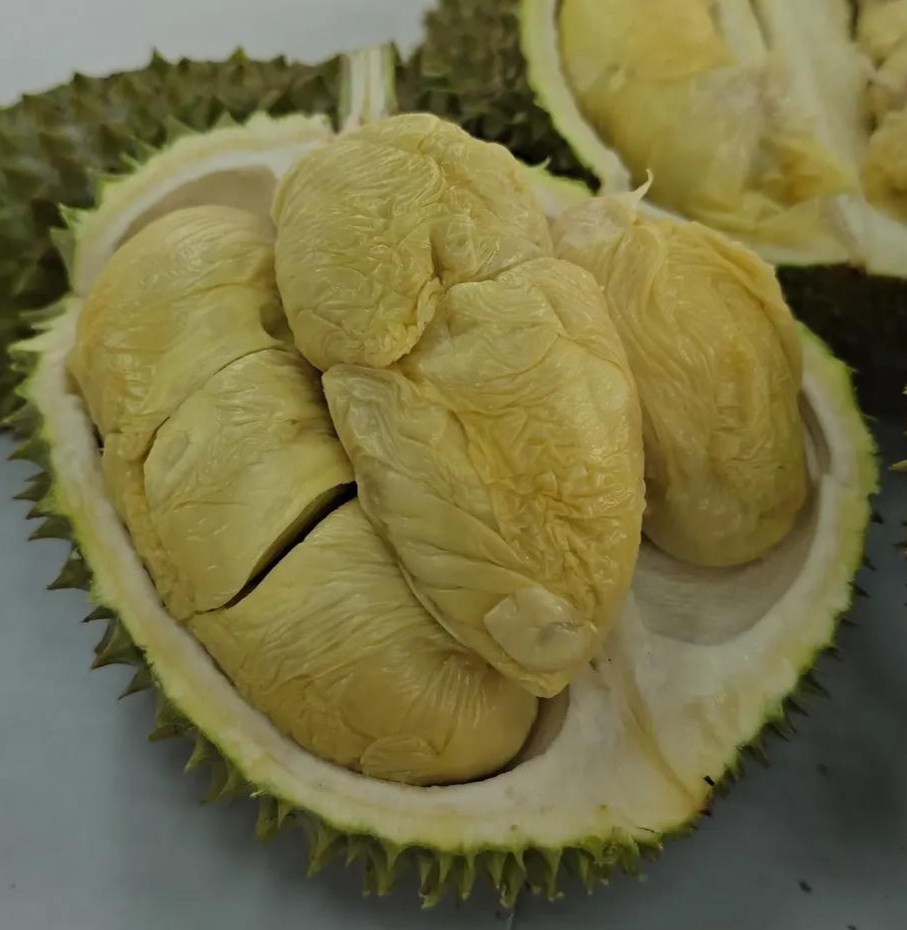 d199 durian
