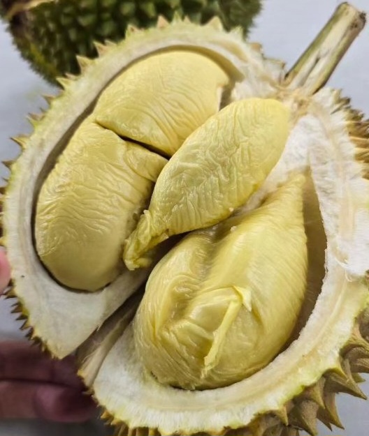 d199 durian