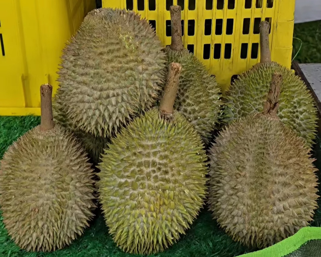 d1 durian