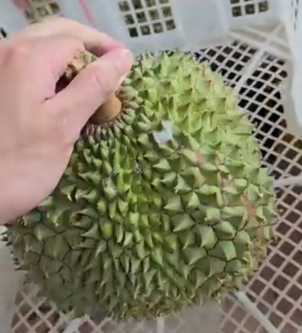 black thorn durian