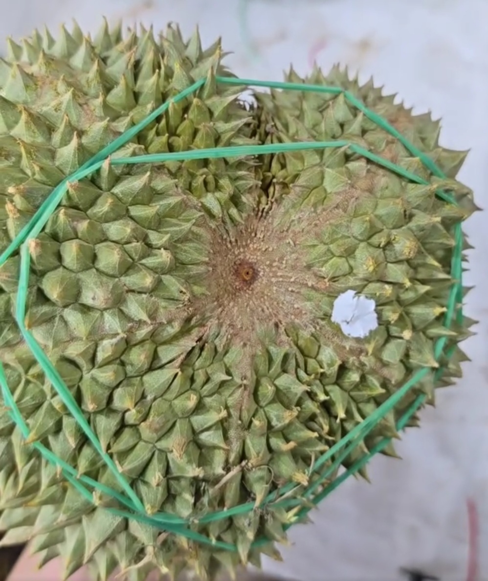 black thorn durian