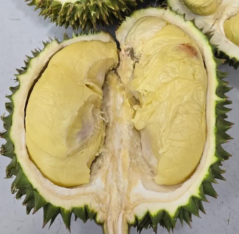 d211 durian