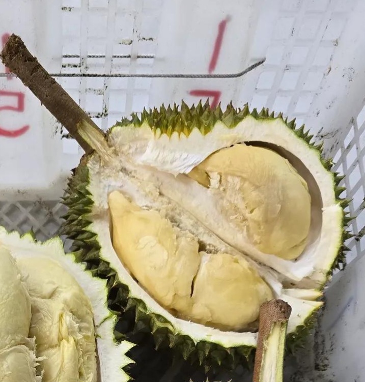 d211 durian