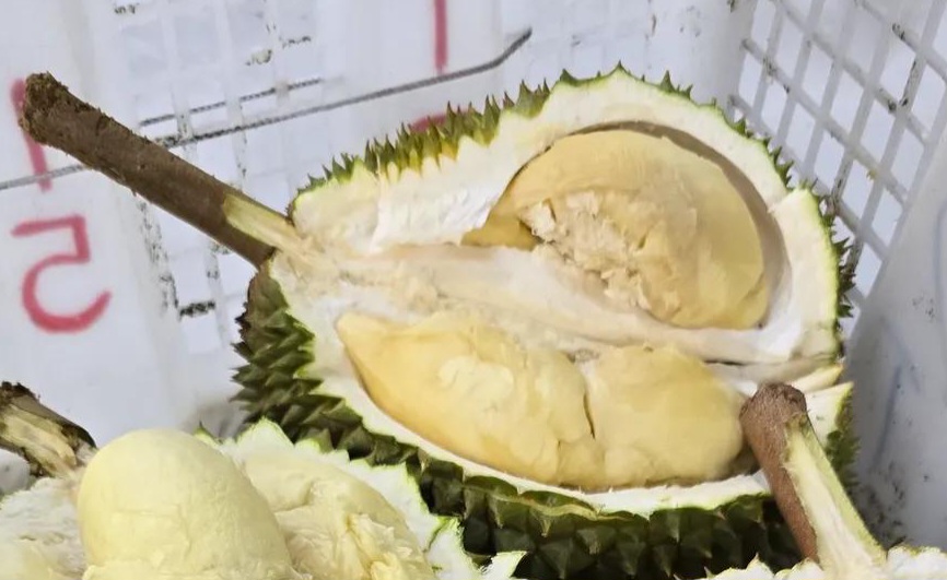 d211 durian