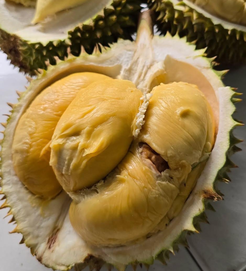 d88 durian