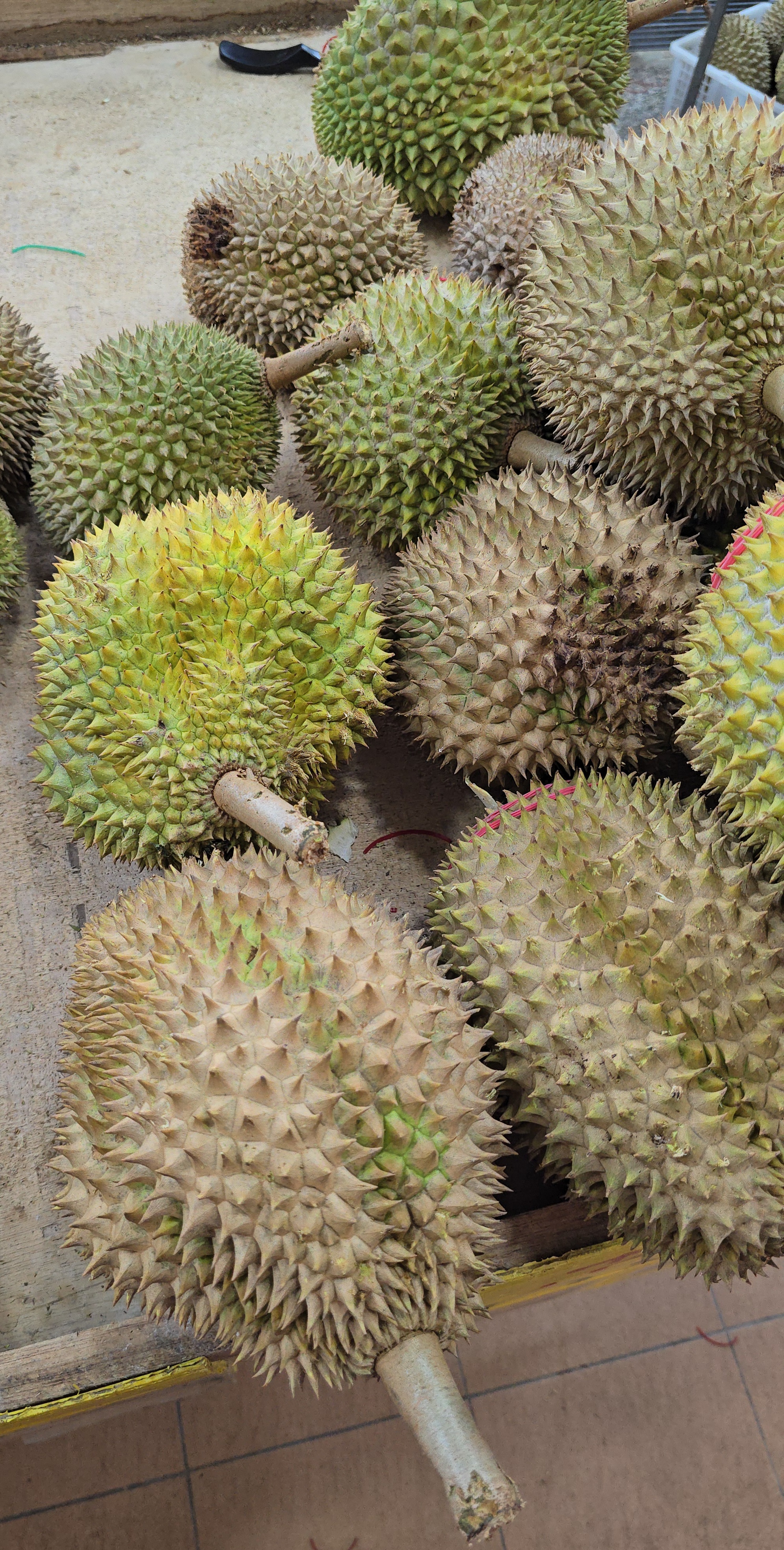 d88 durian