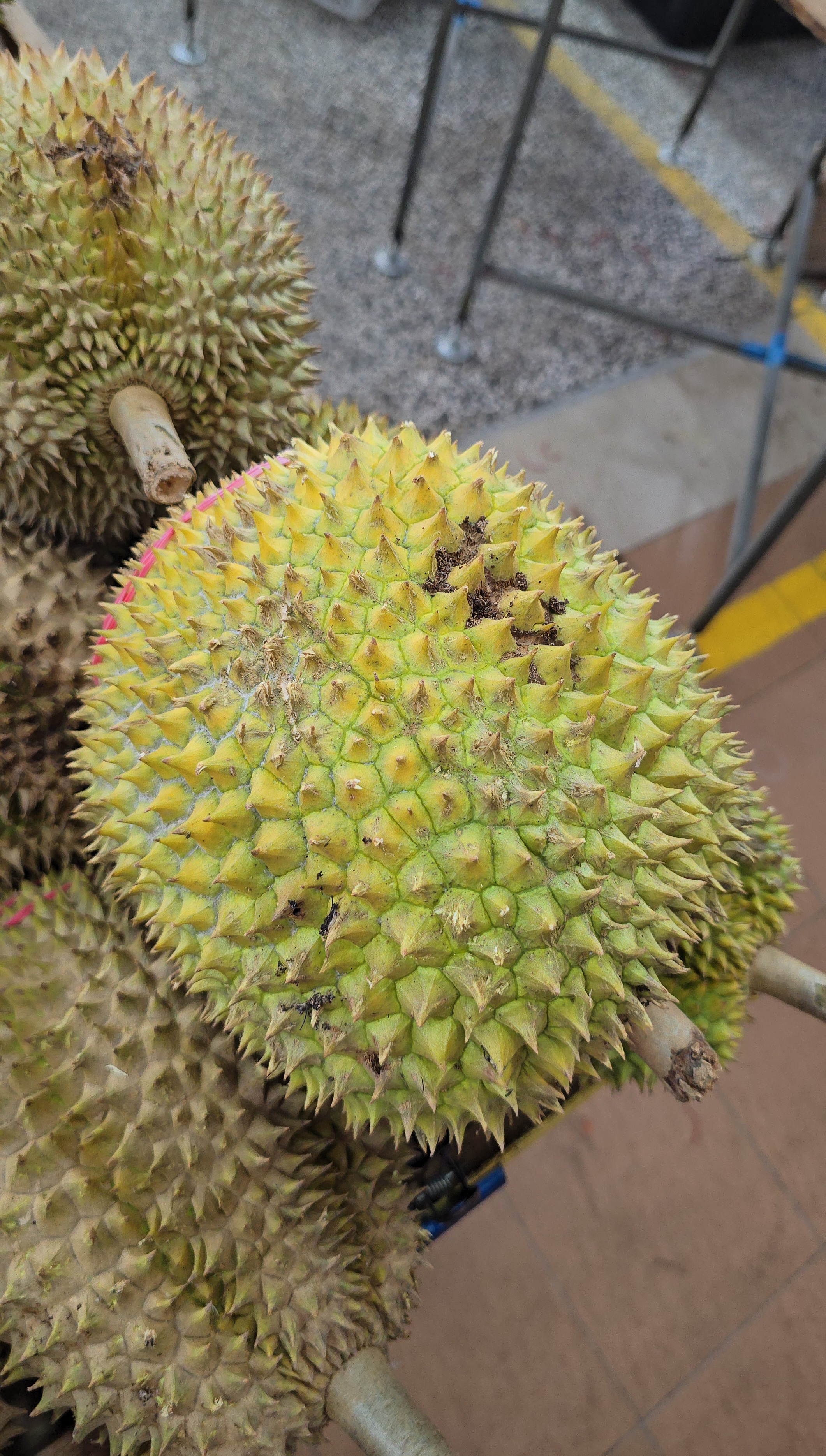 d88 durian