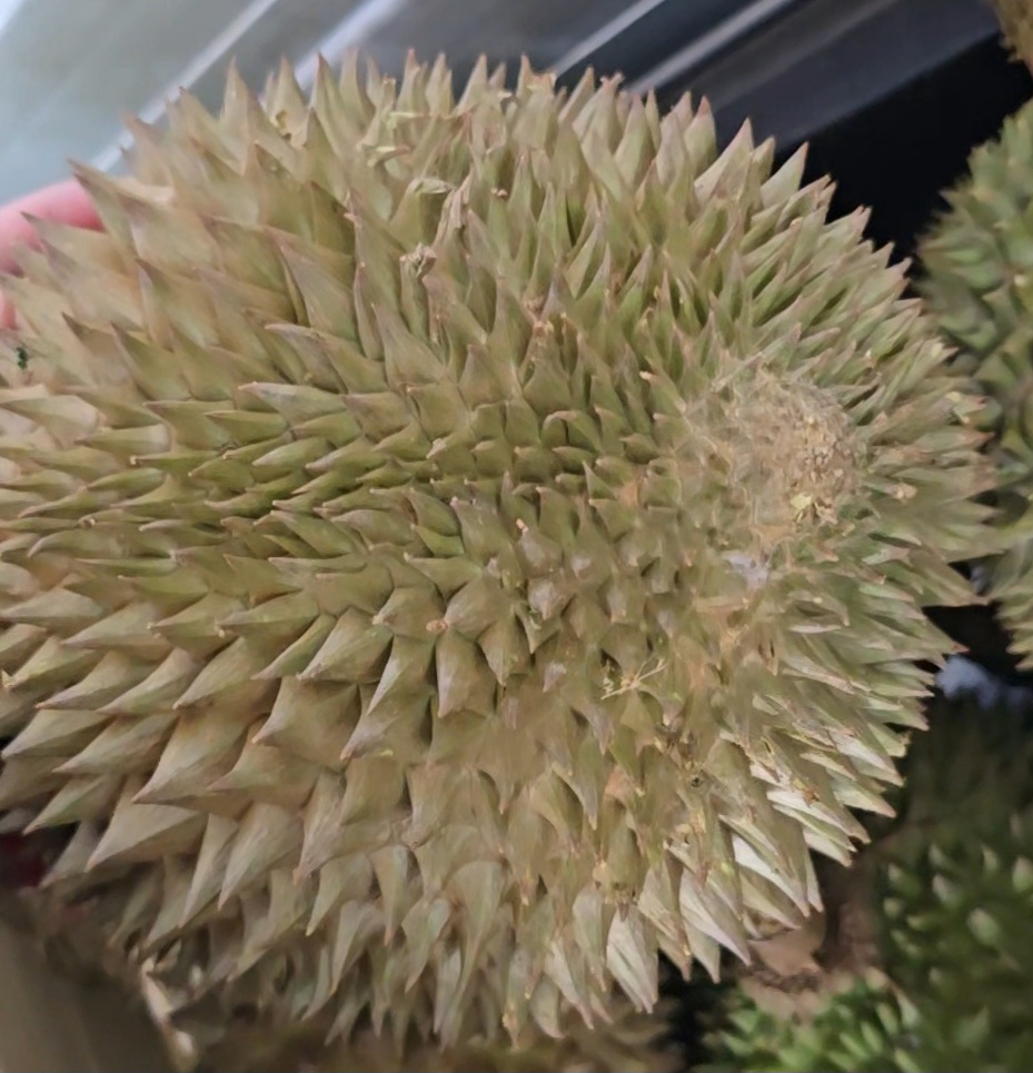 envy flower durian