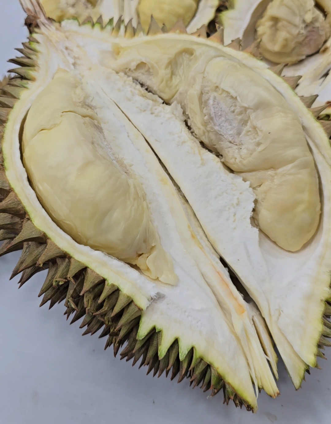 envy flower durian