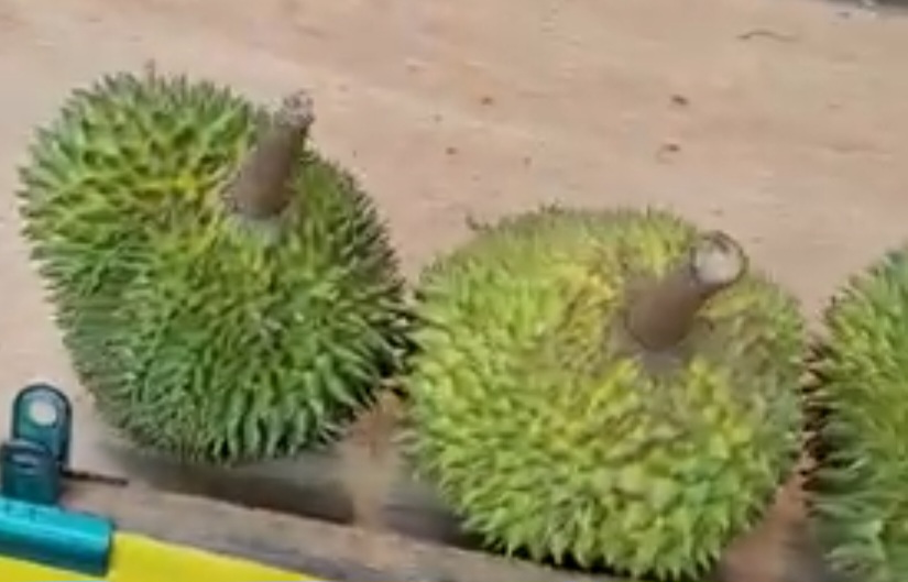 green skin durian