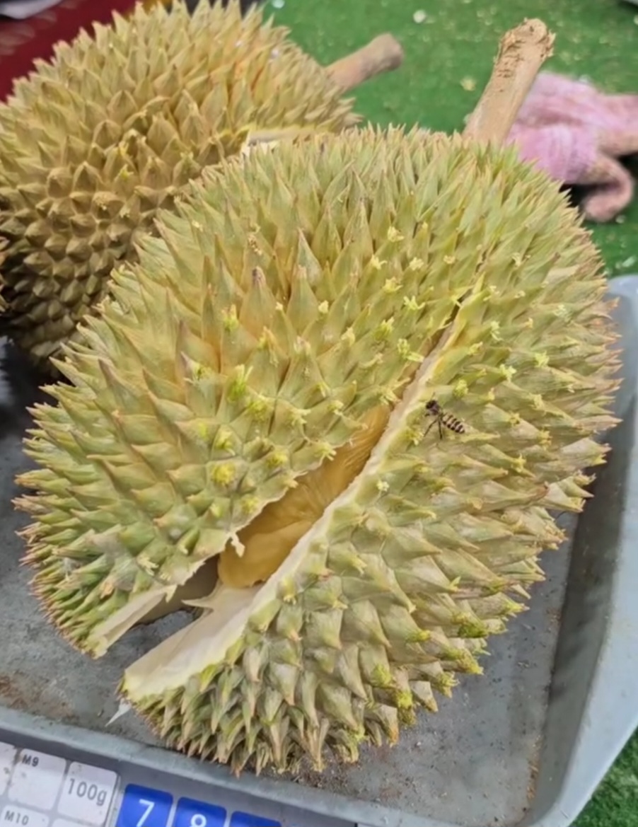 kim leng durian