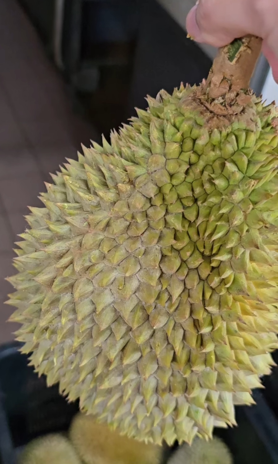 s17 durian